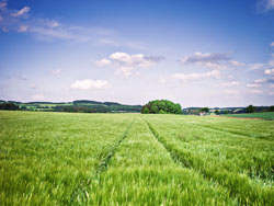 Who should Tianfa Mineral Oil buy from